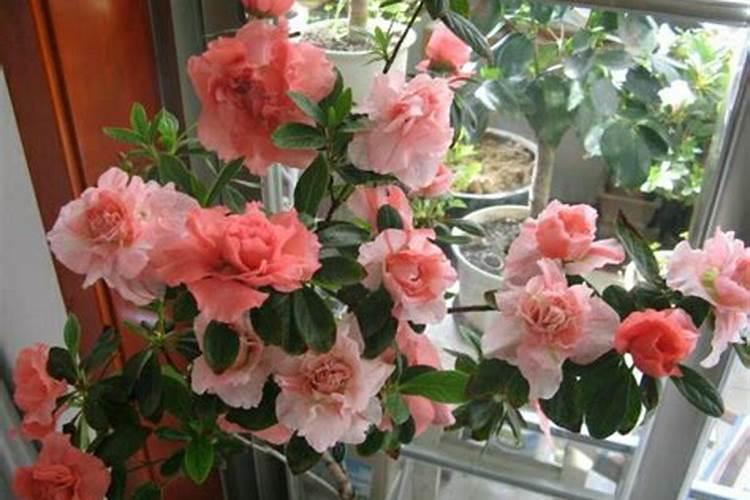 怎样给有花苞的杜鹃施肥