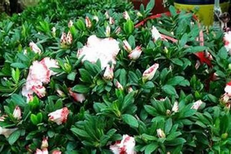 杜鹃有花苞了怎么施肥 注意事项有哪些