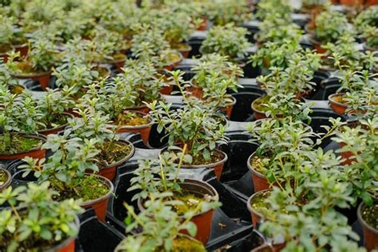 怎样给有花苞的杜鹃施肥