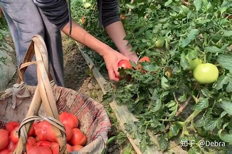 中微量元素肥料正确使用方法