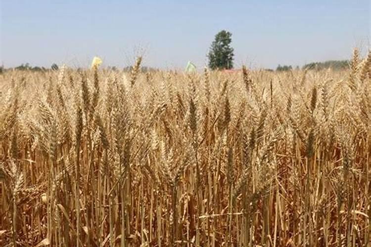 安徽涡阳县是哪个市 安徽涡阳县在什么市