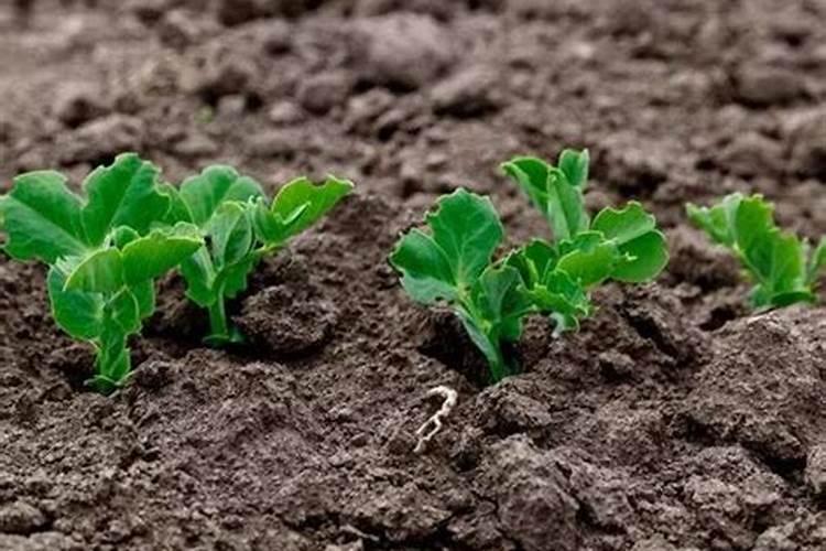 尿素+磷酸二氢钾几天,使用方法,注意事项