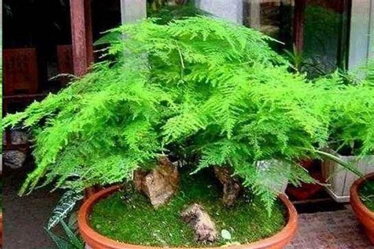 文竹施什么肥长得好