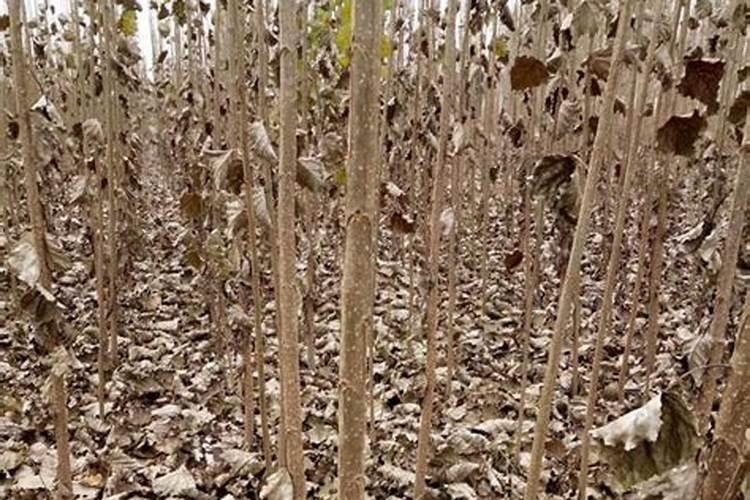 水溶肥什么牌子的最好最安全