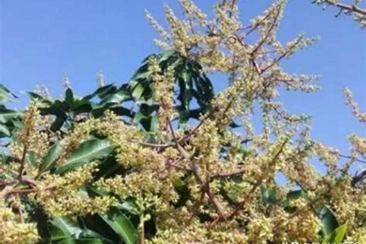 芒果花期如何保花保果？