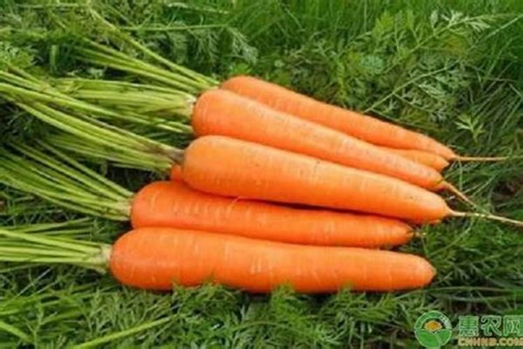 请问红萝卜追施什么肥料好