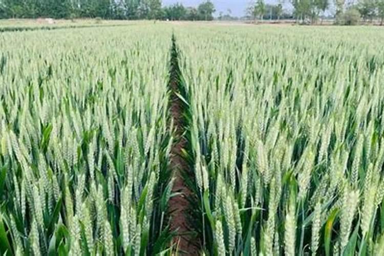 小麦打芸苔素最佳时间