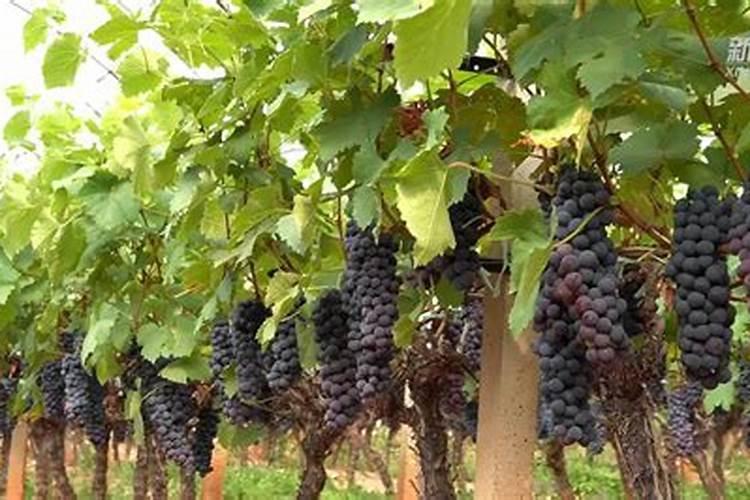 夏黑葡萄开花期间能不能施叶面肥