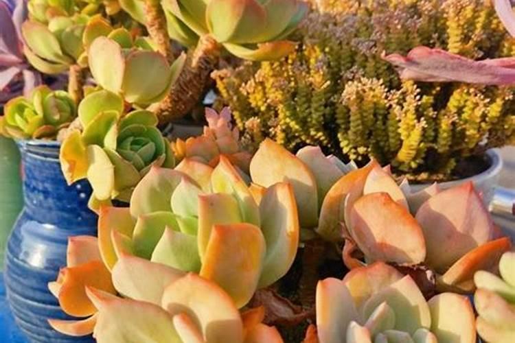 钾肥多久可以浇一次水