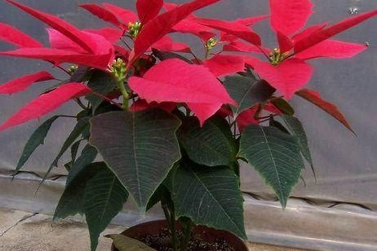 一品红浇水施肥和繁殖方法