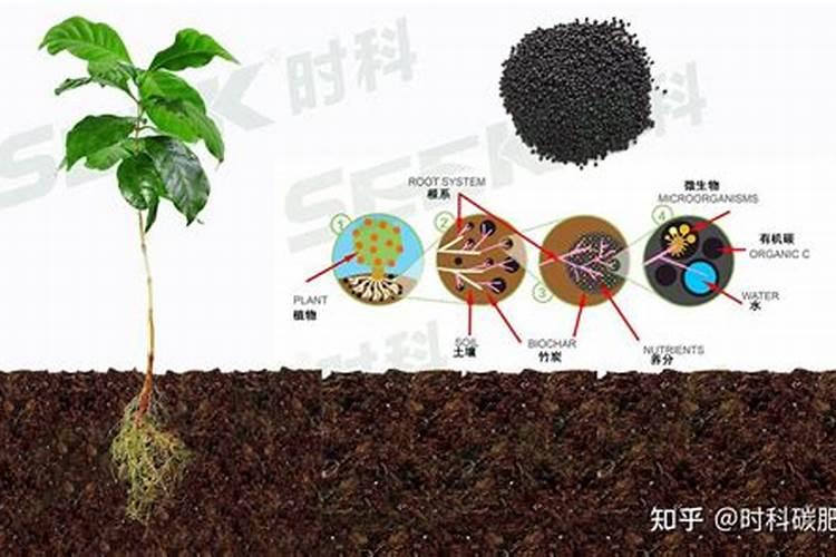 植物施肥多久吸收