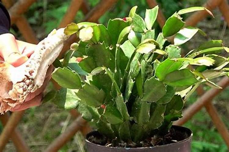 芋头万斤高产种植技术