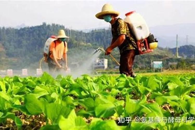 月季叶面喷什么肥好