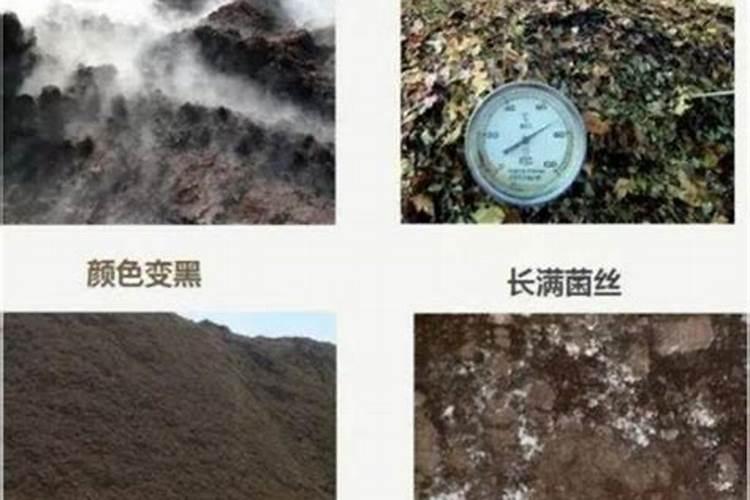 死鱼怎么样发酵可以做水肥？