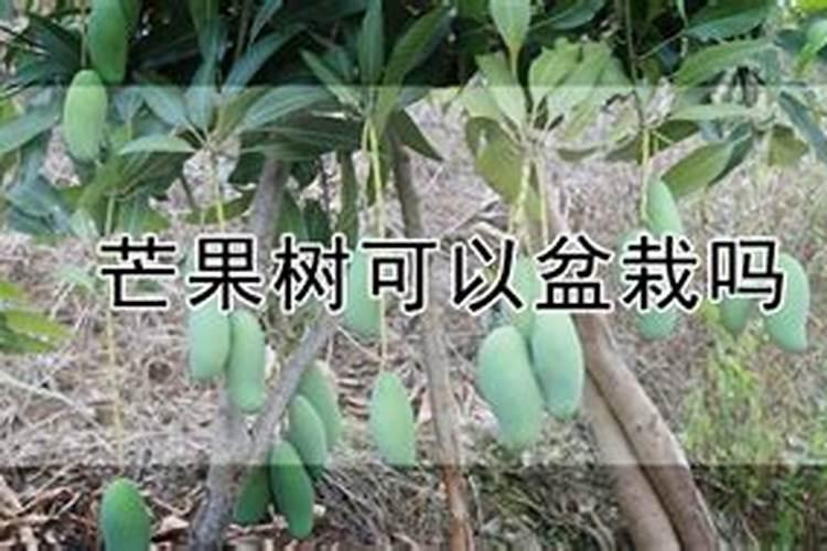 板栗园如何施用硼肥？