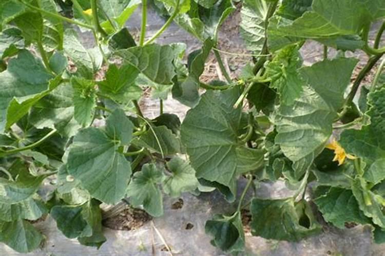 甜瓜苗期可以喷叶面肥吗？