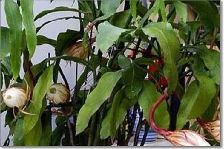 硼肥兑水稀释倍数