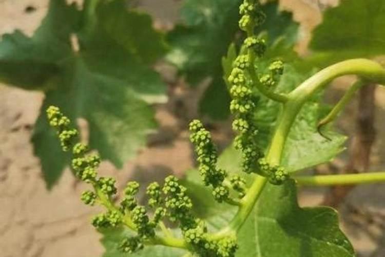 含氯复合肥可施葡萄树吗？