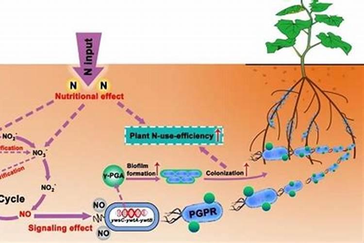 em菌在兰花上的正确使用方法