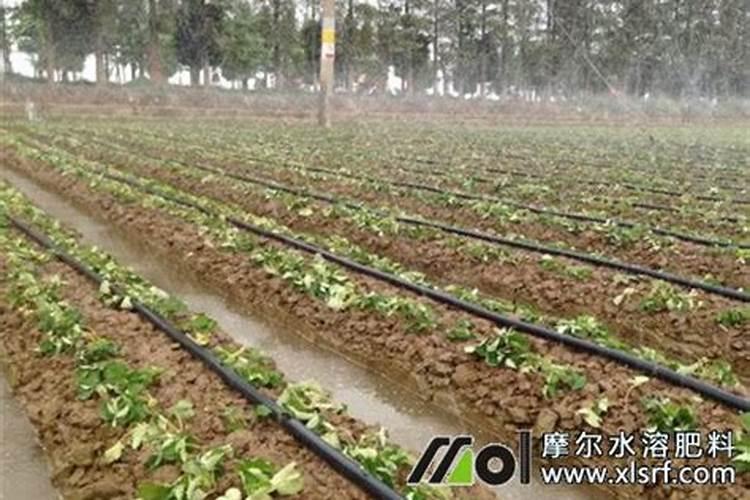 一盆花放几粒尿素