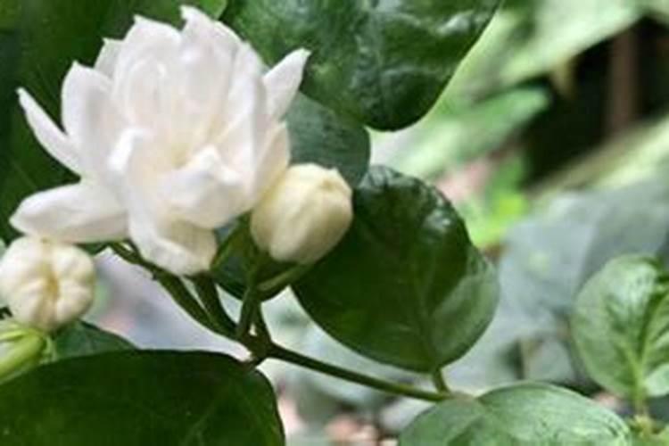 玉兰花用什么肥料最好