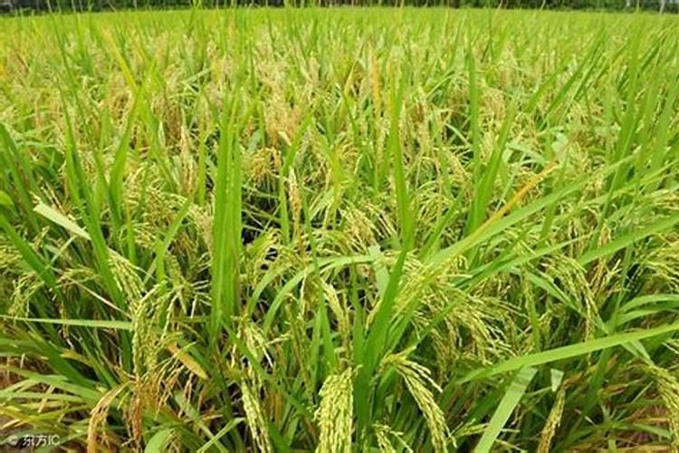 水稻分蘖肥需要用钾肥吗 怎么施肥效果好