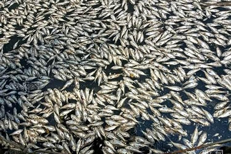 死鱼腐烂生成什么细菌？