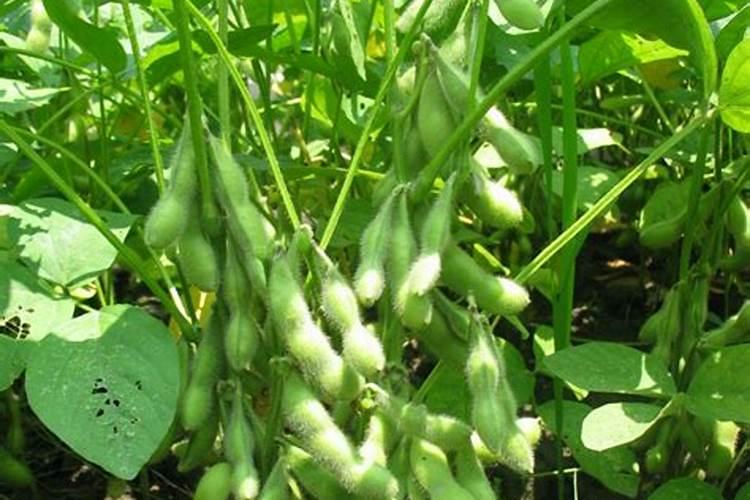 黄豆叶面肥什么时候打好 使用哪些肥料好