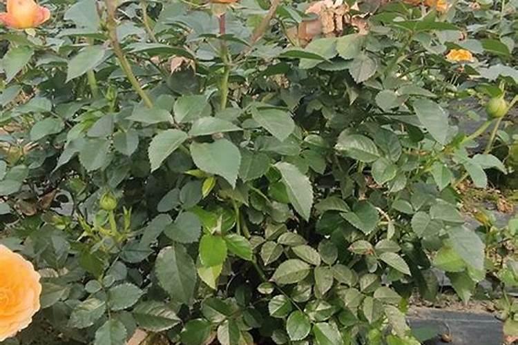 长寿花施肥用什么肥料合适 施这5种肥长得快开花多