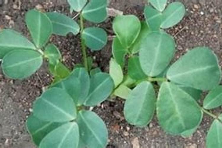 种麦茬花生用什么化肥 怎么添加