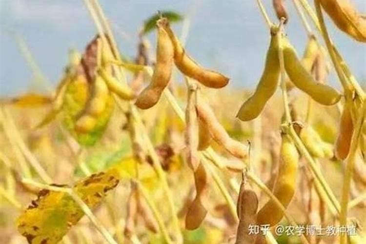 催花用什么肥料好怎么施？