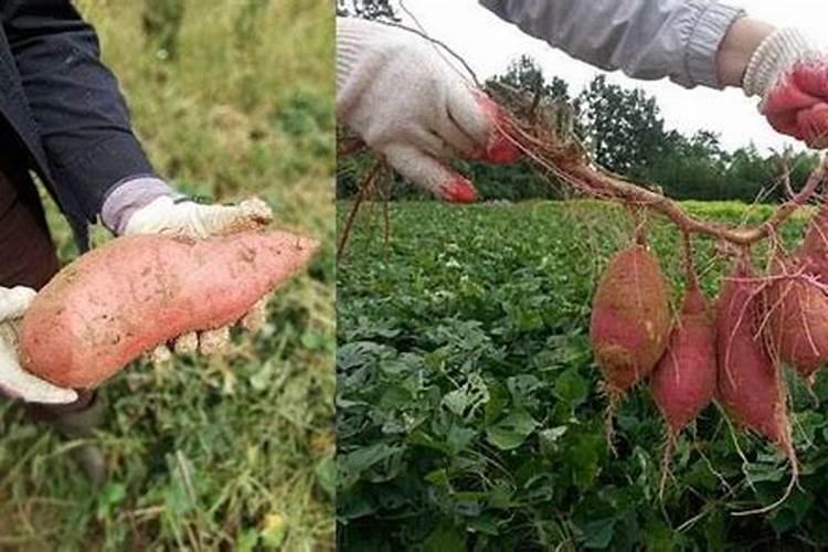 花椒树如何修剪能高产？花椒用什么肥料好？