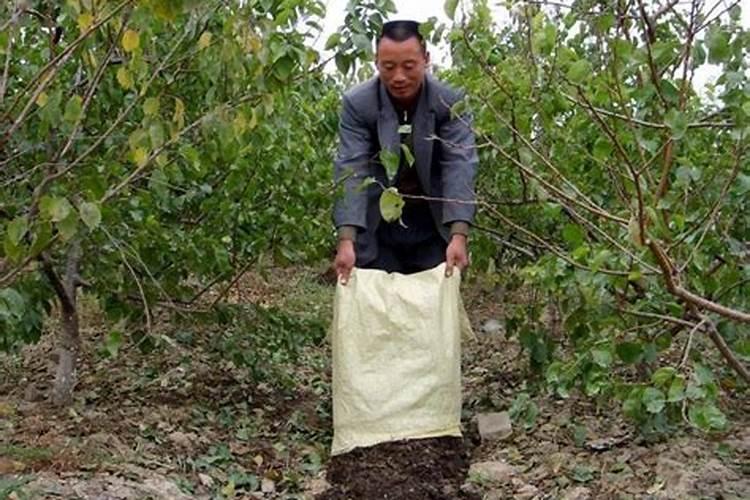 枇杷树釆完果后每颗树施多少要素,和磷肥？