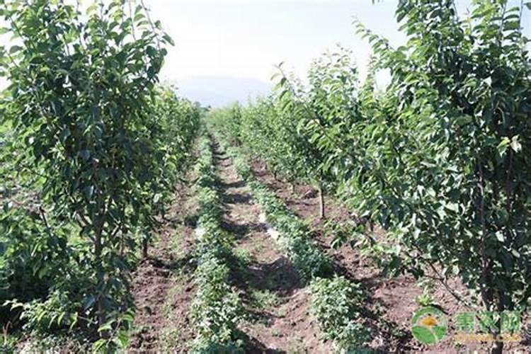 冲施肥和叶面肥的区别