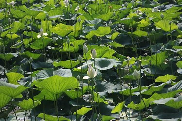 家庭养花小贴士