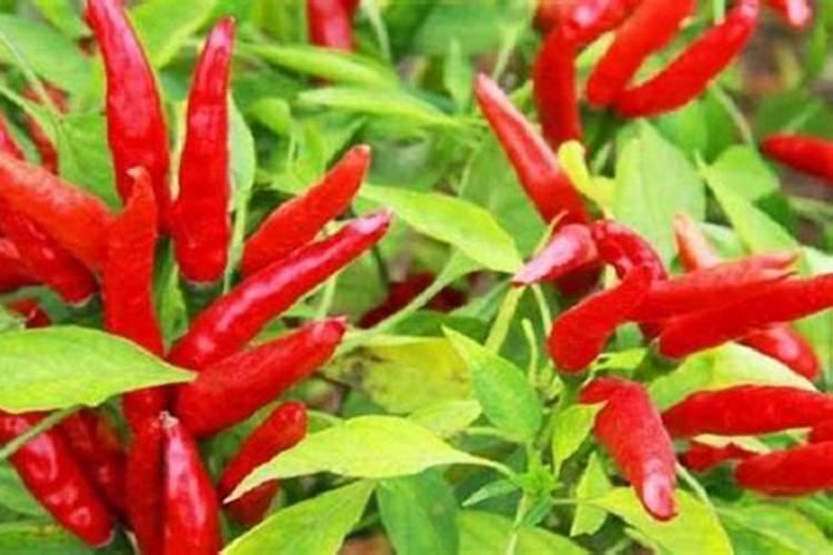 多肉用什么肥料