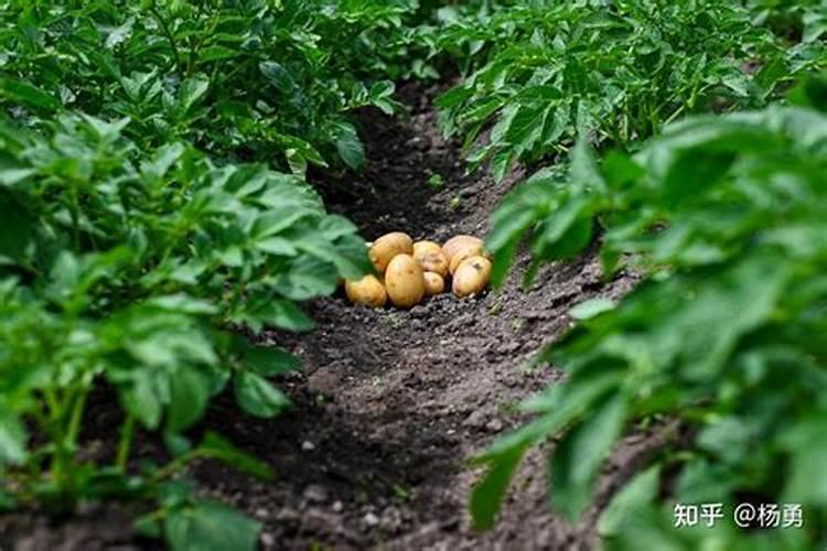 土豆常见病害的种类及其防治方法