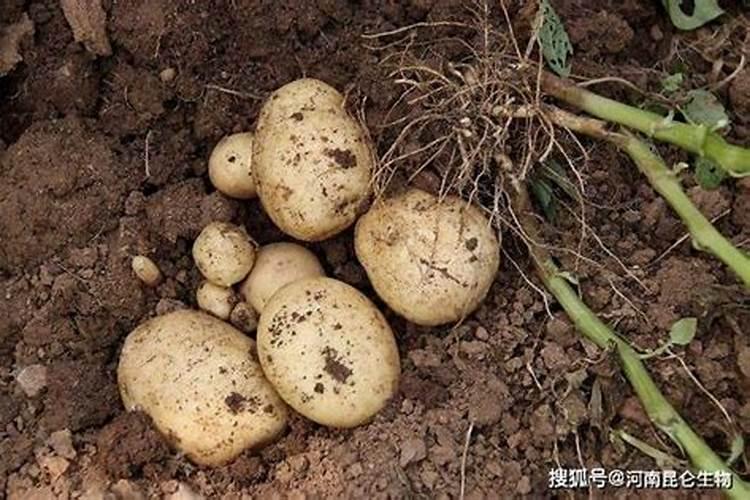 麻烦专家帮我看一下这土豆秧子什么病