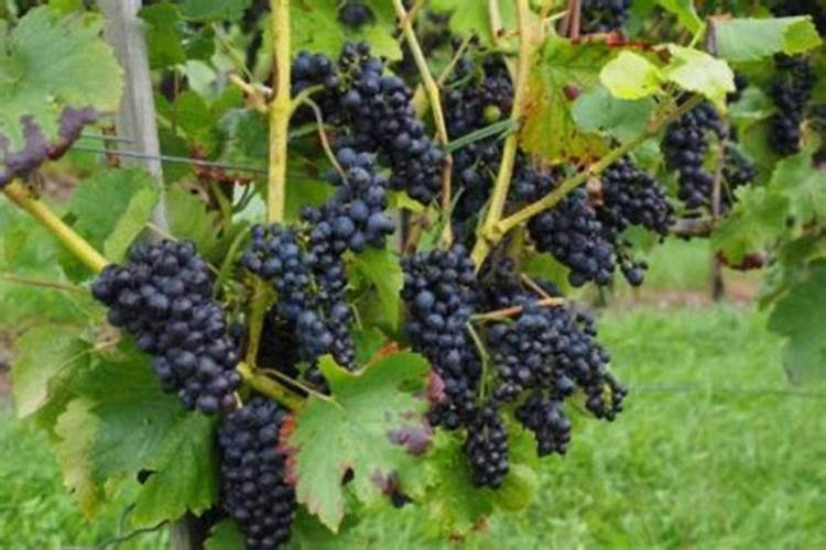 小麦拔节期追肥的主要作用是