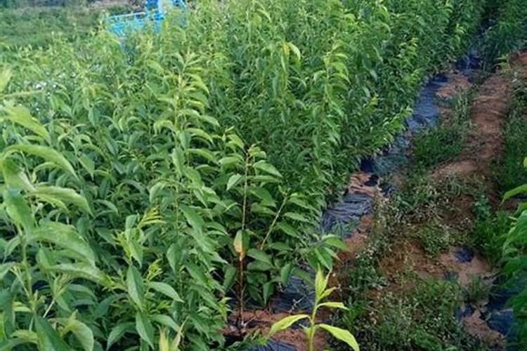 种植柑橘时,最佳的施肥时间是什么时候？