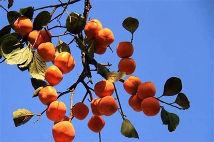 柿子树施什么样的肥？怎样施肥？