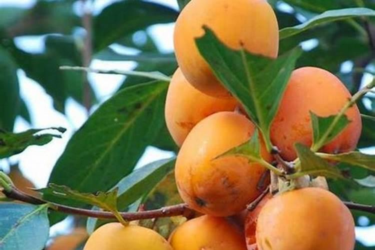 什么时候能给柿子树施肥？哪里有柿子树苗批发？甜柿需要哪些肥料？