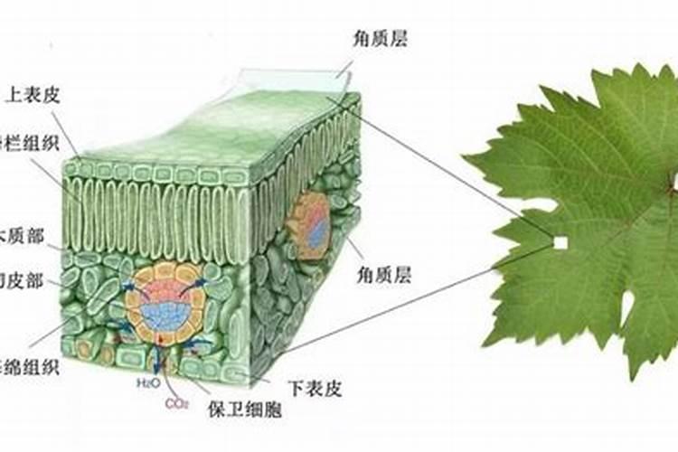 长春花浇什么肥料合适