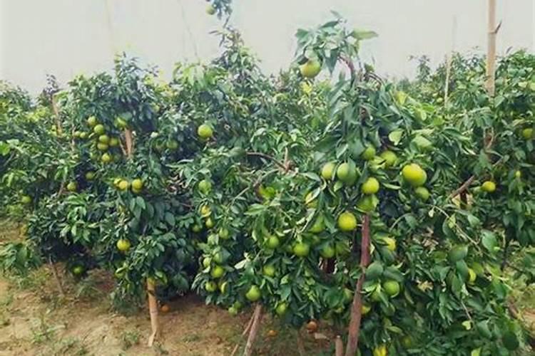 ...担心自家豆角,就施肥了氮磷钾复合肥,还算绿色食品吗