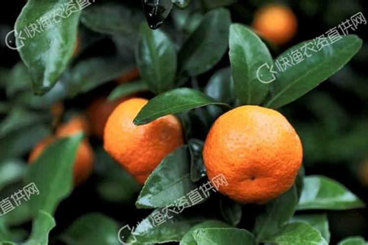 砂糖橘保花保果专用增产叶面肥料？砂糖橘挂果期施什么肥料好？