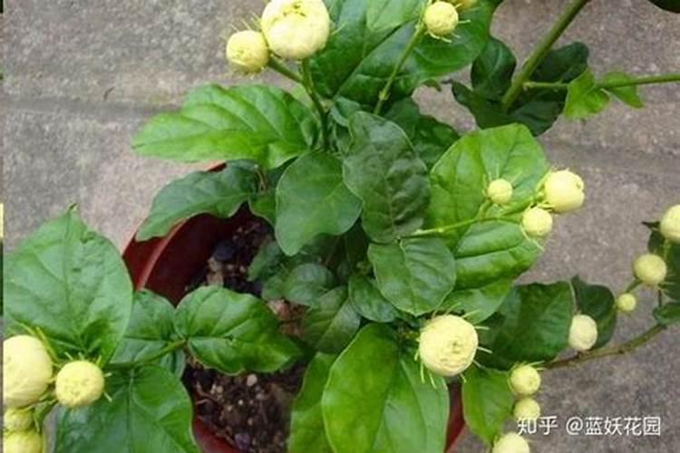 虎头茉莉很难养吗