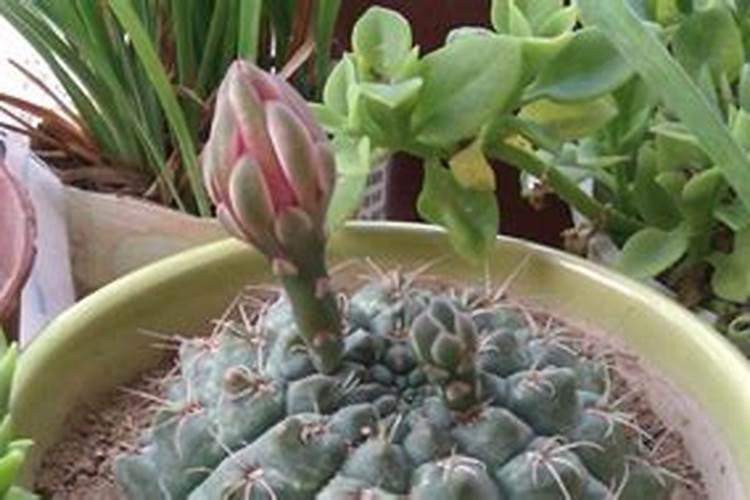 绯花玉怎么养大的快