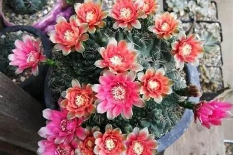 绯花玉施什么肥