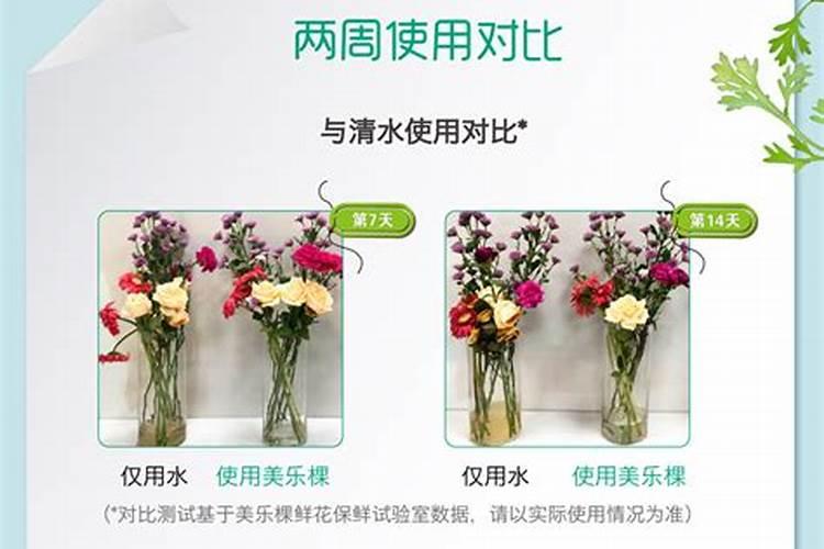 风铃花鲜切花的养殖方法和注意事项 风铃花家庭种植方法分享