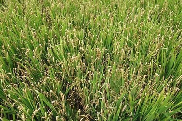 水稻不抽穗有什么方法